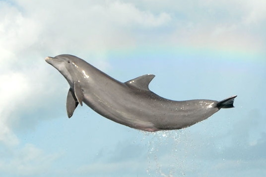 rainbowjump
