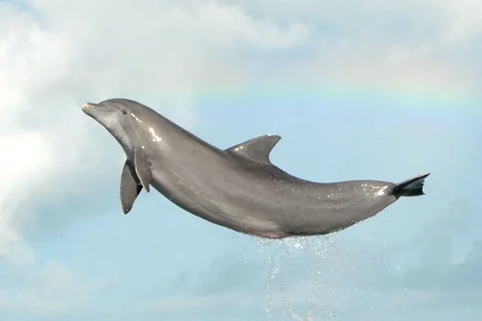 rainbowjump